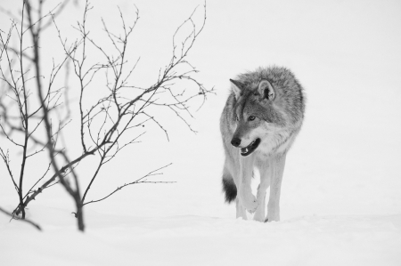 The walker - canislupus, wallpaper, black, wolves, white, wolf, wisdom, timber, saying