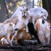 The pack
