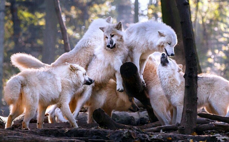 The pack