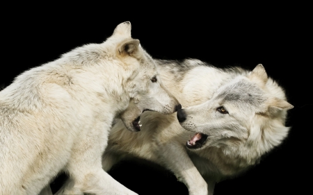 war - saying, wolf, wolves, black, white, wisdom, timber, canislupus, wallpaper