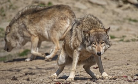 wolf peeing - canislupus, wallpaper, black, wolves, white, wolf, wisdom, timber, saying