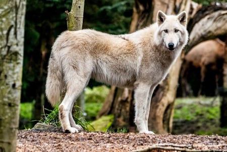 arctic  wolf - canislupus, wallpaper, black, wolf, wolves, white, wisdom, timber, howling, saying