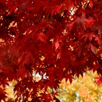 Vibrant Autumn Colors