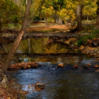 Golden Autumn Pond