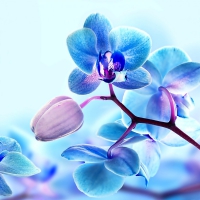 Blue orchids