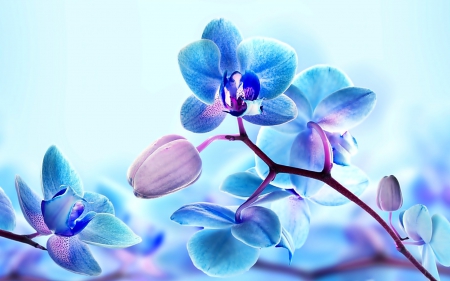 Blue orchids