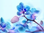 Blue orchids