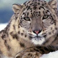 Beautiful Snow Leopard