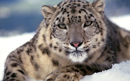 Beautiful Snow Leopard - cats, animals, snow leopards, cat