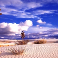 Beautiful Desert Landscape