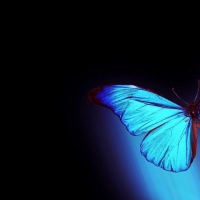 Blue Butterfly