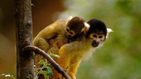 Cute Monkeys