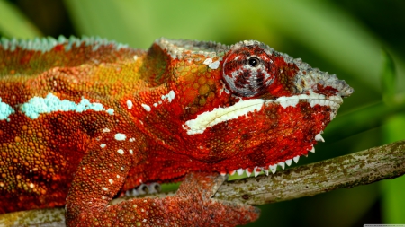 chameleon - lizard, branch, chameleon, reptile