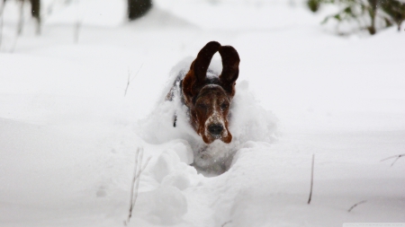 dog running in snow - snow, beagle, canine, dog