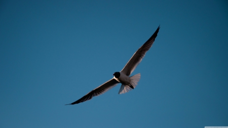 seagull - sky, seagull, bird, blue