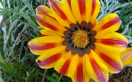 sunny day - sunny, yellow, red, flower, day