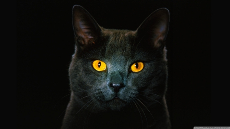 Golden eyes - pets, abstract, photography, eyes, HD, sweet, black, nature, blec cat, cute, cats, animals, wallpaper