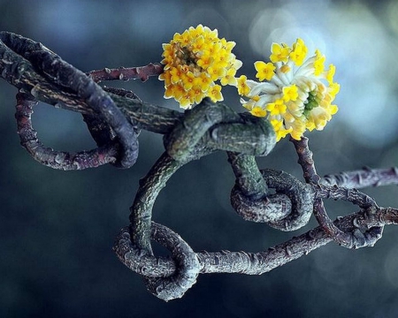 Yellow Flowers - flowers, branch, yellow, dark