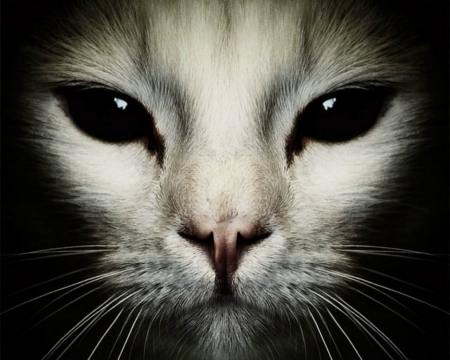 Spooky Face - face, animal, dark, cat