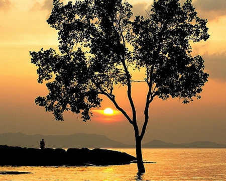 Sunset - sky, tree, nature, sunset