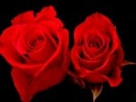 Two Red Roses