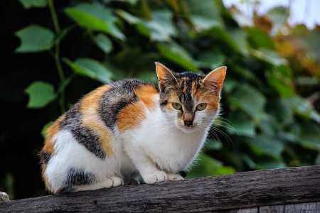 cutie in Bulgaria - sweet cat, blak and yellow, cute, baby cat