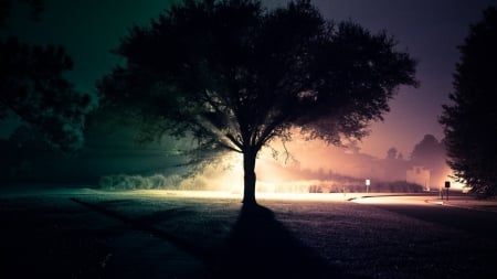 Shadow Tree - multicolor, roads, trees, nature, shadows, silhouettes