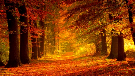 Autumn path - pretty, trees, beautiful, forest, walk, leaves, fall, path, colorful, nature, season, red, foliage, park