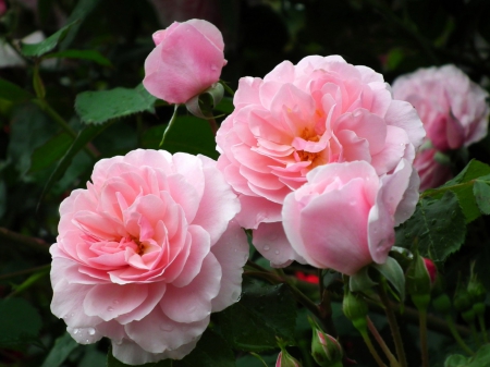 Beautiful Pink Roses - roses, beautiful, buds, two, pink