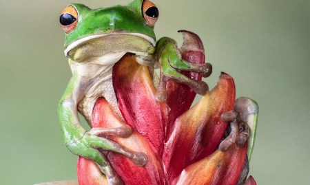 CUTE GREEN FROG - green, cute, frog, flower