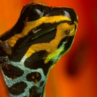 POISON DART FROG