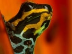 POISON DART FROG