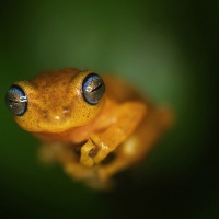 LITTLE YELLOW FROG