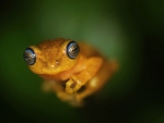 LITTLE YELLOW FROG