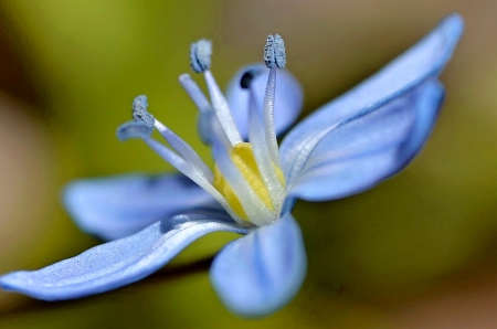 Flower - garden, blue, flower, beautiful