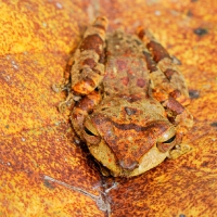 CAMOUFLAGED  FROG