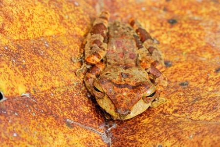 CAMOUFLAGED  FROG - animal, cameoflage, brown, frog