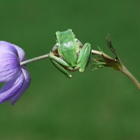 GREEN FROG ON PURPLE FLOWER