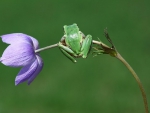 GREEN FROG ON PURPLE FLOWER