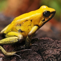 POISON YELLOW FROG