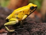 POISON YELLOW FROG