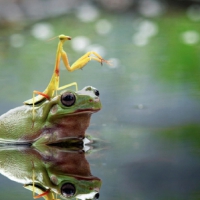 FROG WITH JOCKEY