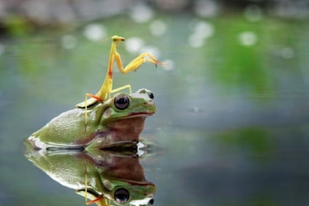 FROG WITH JOCKEY - insect, green, cute, frog