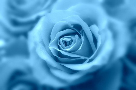 BLUE - roses, beautiful, blue, rose, lovely, flower