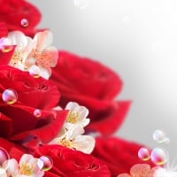 Red roses and bubbles