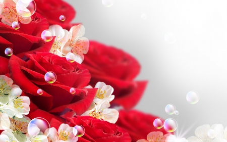 Red roses and bubbles - white, red, flower, rose, bubbles