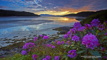 Flowers on the Beach at Sunset - nature, beaches, beach, flowers