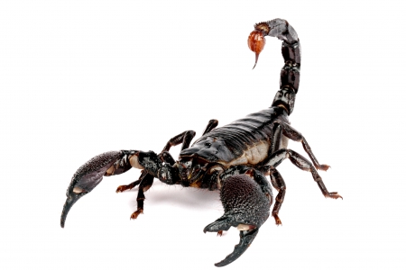 Scorpion - white, pandinus imperator, scorpion, zodiac, black