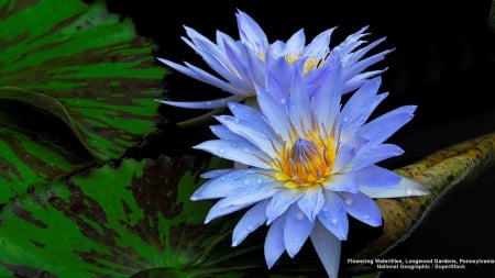 Beautiful Water Lilies - abstract, flowers, water lilies, photography