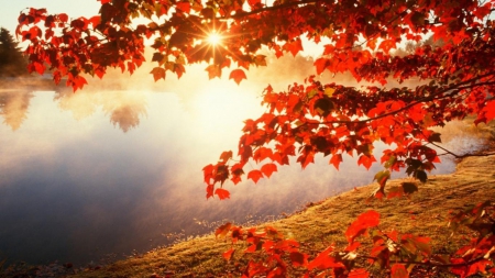 Sunrise over Maple Tree - sunrise, trees, maple, nature